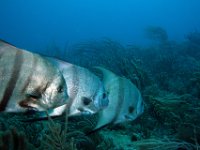 Atlantic Spadefish